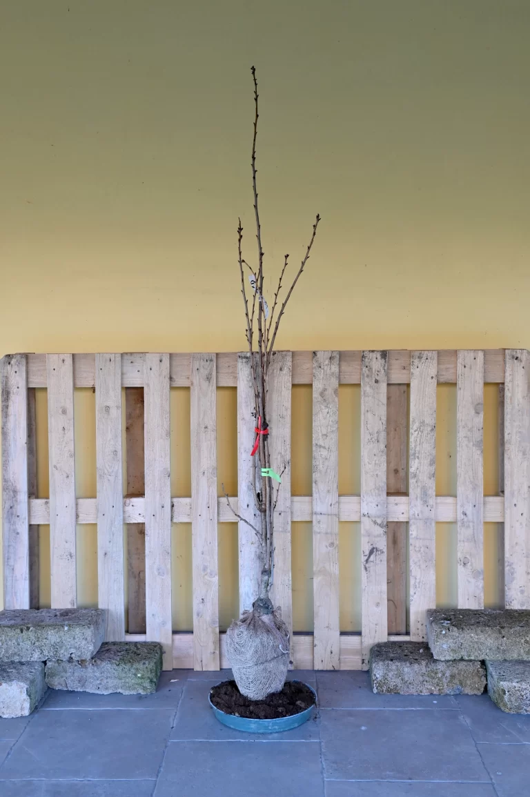 Prunus serrata Amanogawa, a cespuglio