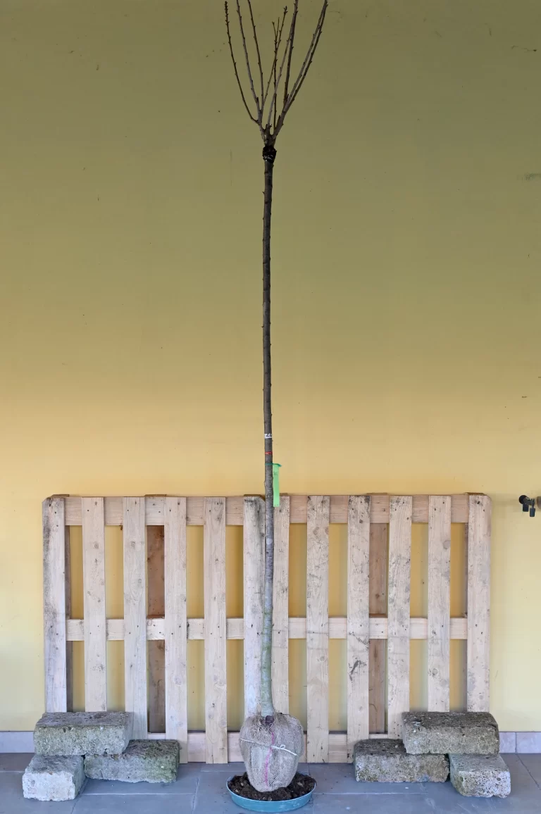 Prunus serrulata Kanzan, alto fusto
