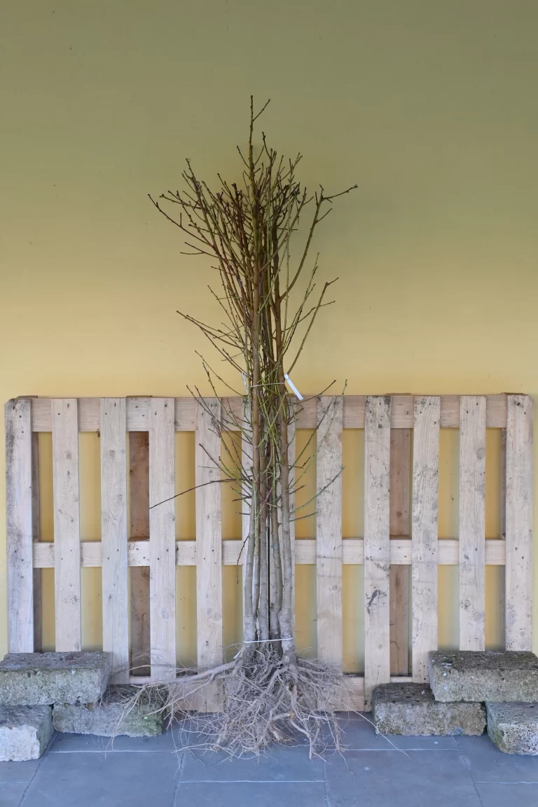 Prunus persica, Fajette, 1 anno